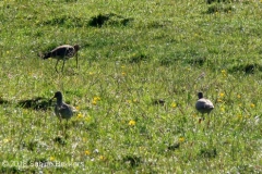 2010 5 25-5 grutto's en tureluurs (1)